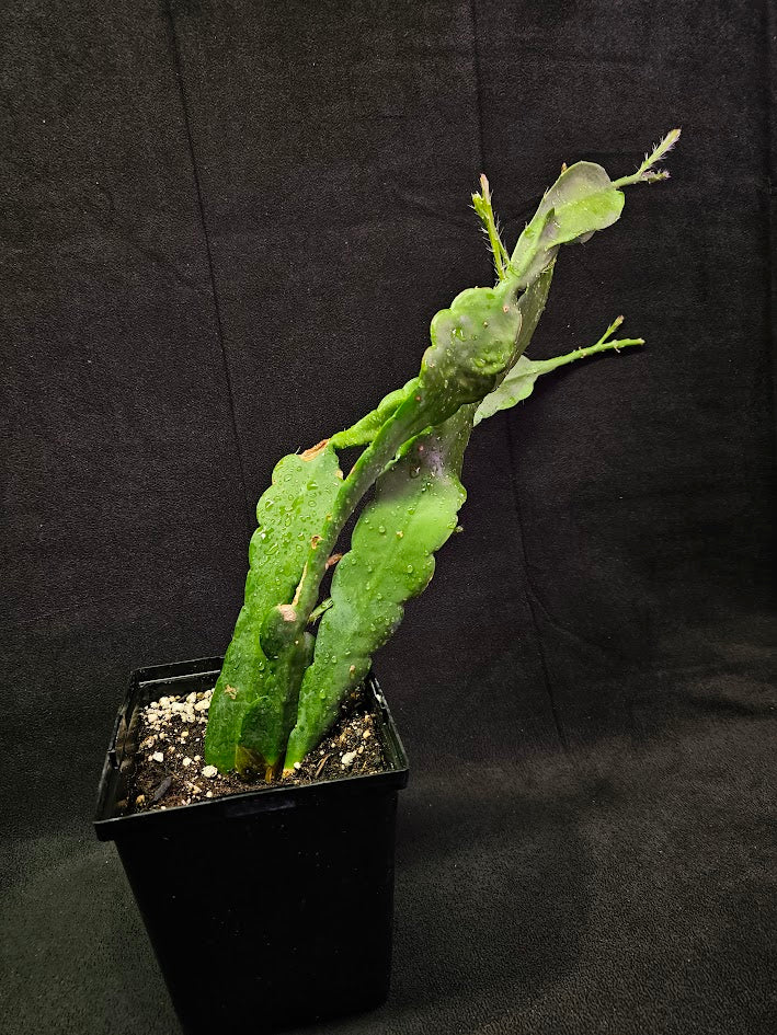 Queen Of The Night Orchid Cactus #04, Selenicereus Oxypetalum, Originates From Southern Mexico