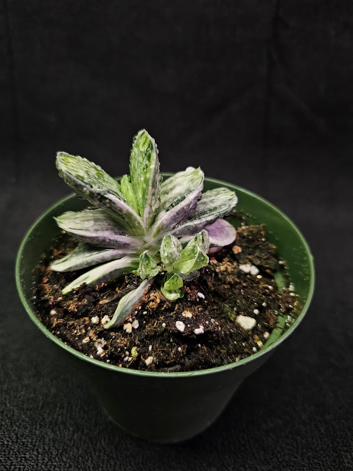 Gasteria Nigricans Var. Marmorata F. Variegata #01, Flat Fleshy Leaves With White Patterns