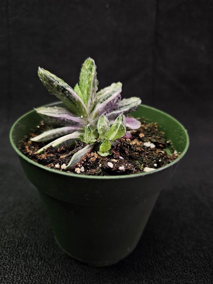 Gasteria Nigricans Var. Marmorata F. Variegata #01, Flat Fleshy Leaves With White Patterns