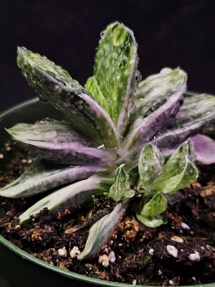 Gasteria Nigricans Var. Marmorata F. Variegata #01, Flat Fleshy Leaves With White Patterns