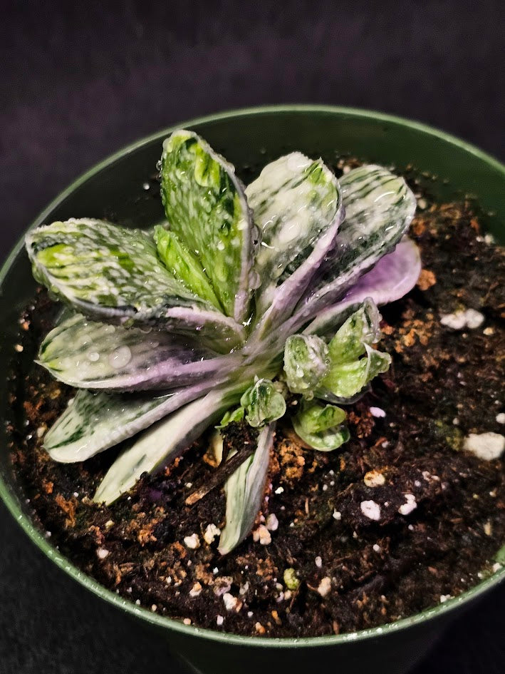 Gasteria Nigricans Var. Marmorata F. Variegata #01, Flat Fleshy Leaves With White Patterns