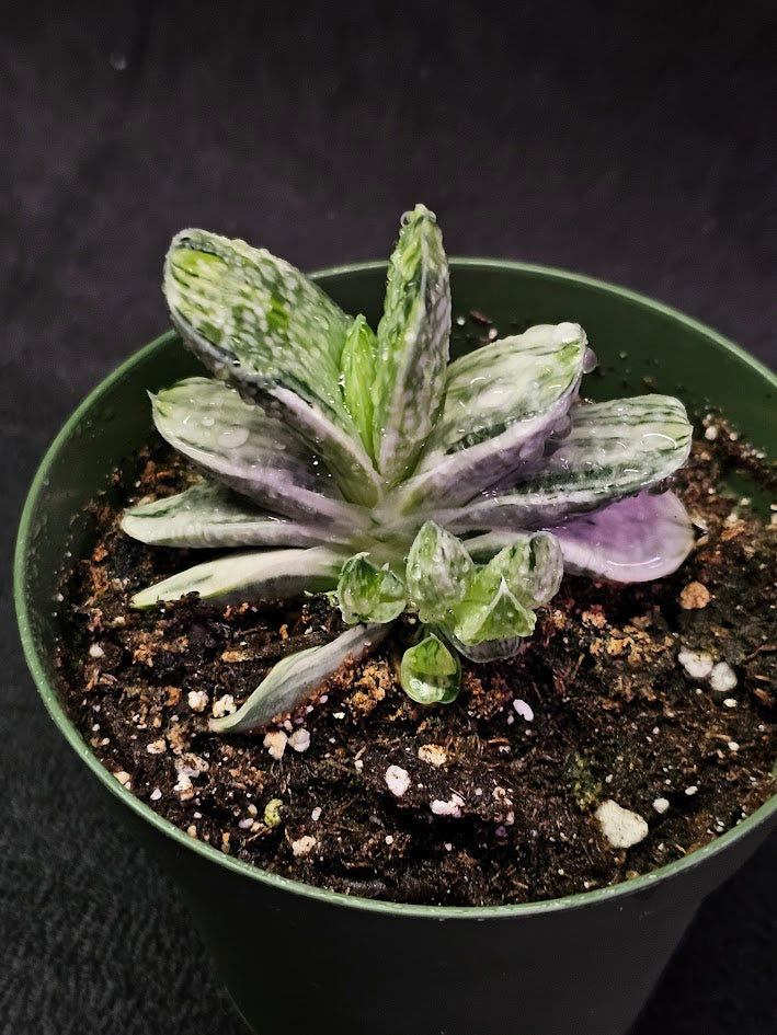 Gasteria Nigricans Var. Marmorata F. Variegata #01, Flat Fleshy Leaves With White Patterns