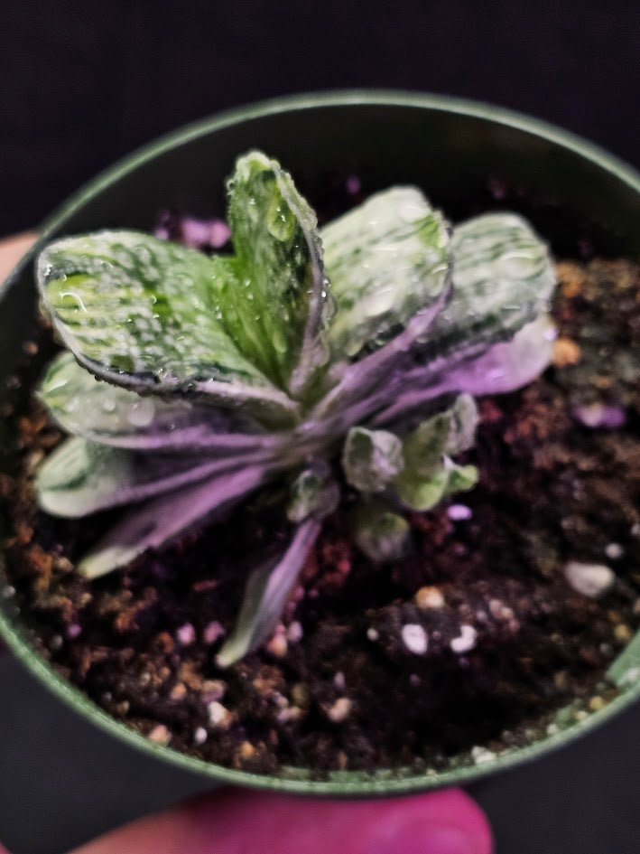 Gasteria Nigricans Var. Marmorata F. Variegata #01, Flat Fleshy Leaves With White Patterns