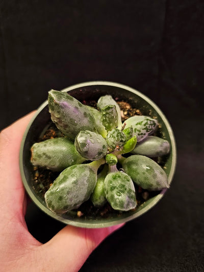 Plover Eggs #01, Adromischus Cooperi, Weird But Wonderful Clumping Succulent With Red Speckles & Undulating Leaf Margins