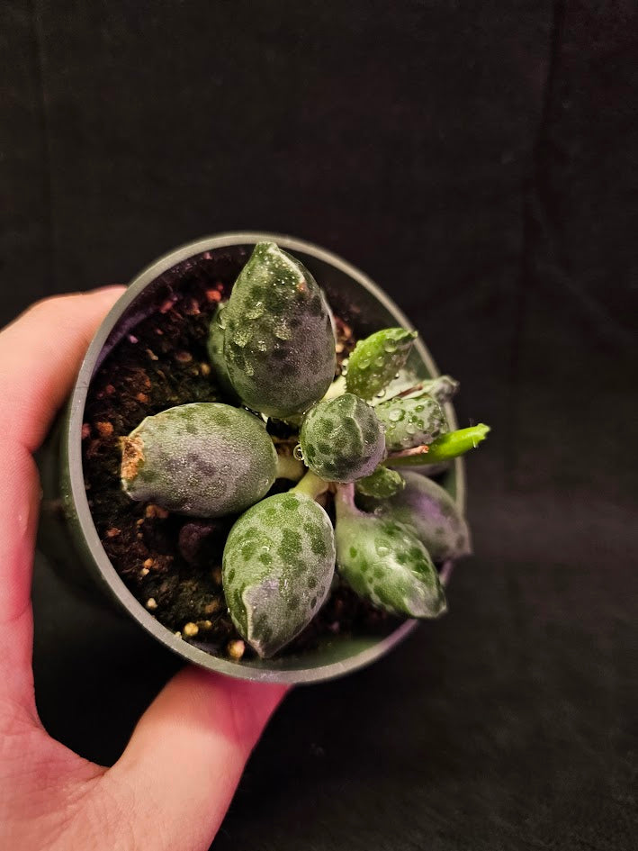 Plover Eggs #01, Adromischus Cooperi, Weird But Wonderful Clumping Succulent With Red Speckles & Undulating Leaf Margins