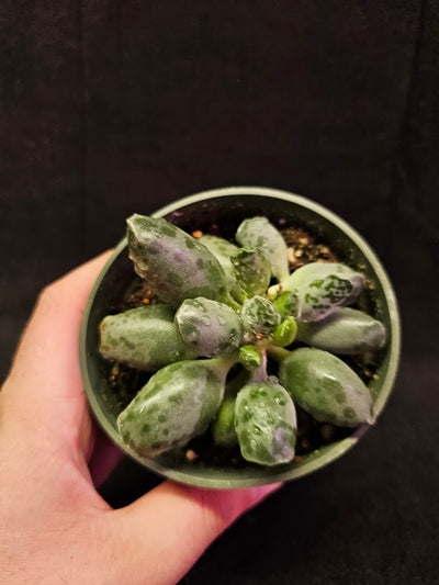 Plover Eggs #01, Adromischus Cooperi, Weird But Wonderful Clumping Succulent With Red Speckles & Undulating Leaf Margins