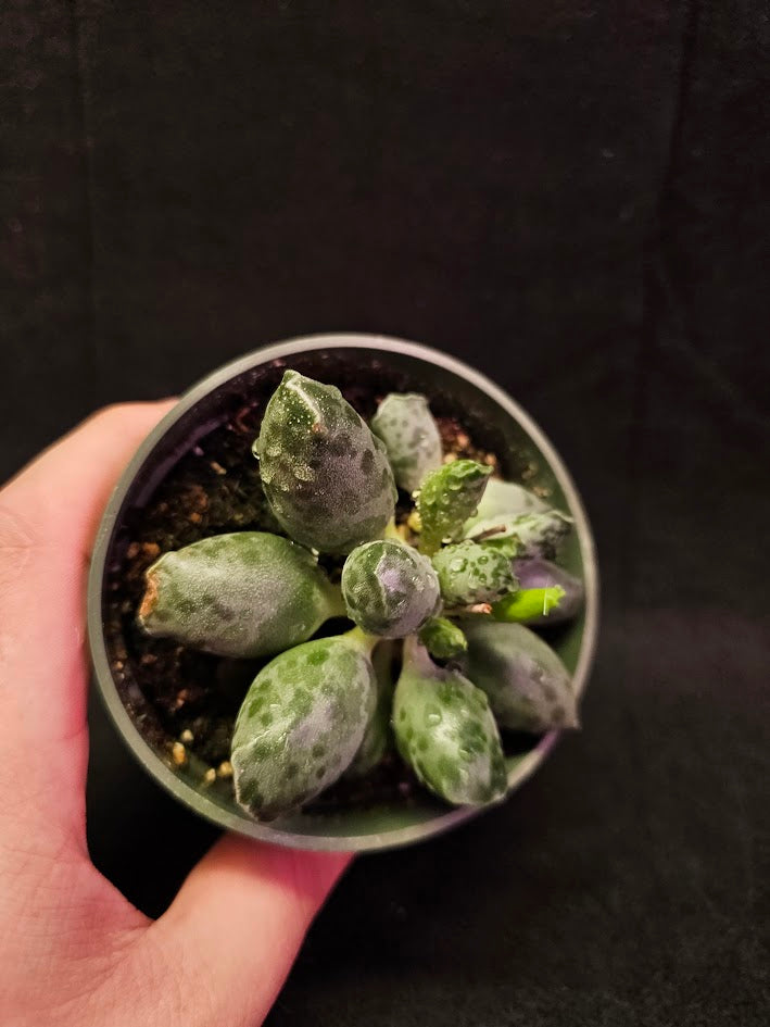 Plover Eggs #01, Adromischus Cooperi, Weird But Wonderful Clumping Succulent With Red Speckles & Undulating Leaf Margins