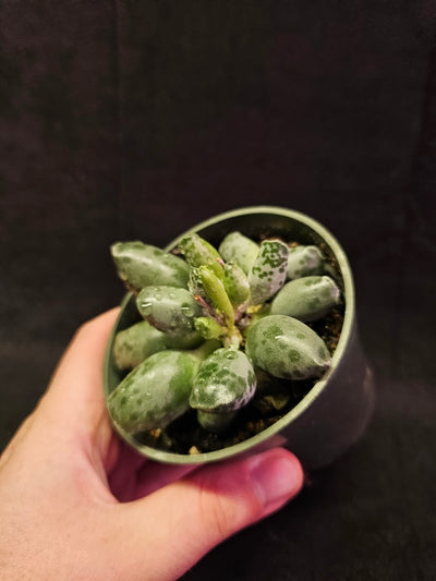 Plover Eggs #01, Adromischus Cooperi, Weird But Wonderful Clumping Succulent With Red Speckles & Undulating Leaf Margins