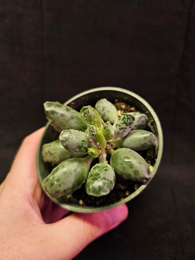 Plover Eggs #01, Adromischus Cooperi, Weird But Wonderful Clumping Succulent With Red Speckles & Undulating Leaf Margins