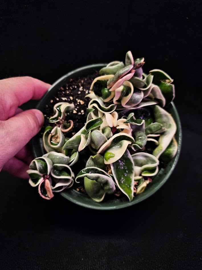 Hoya Carnosa Compacta Variegated #01, Unique Twisted, Waxy Green & Cream Ribbon Like Foliage