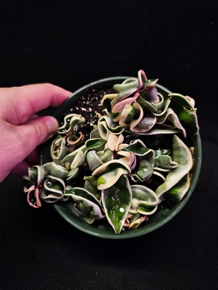 Hoya Carnosa Compacta Variegated #01, Unique Twisted, Waxy Green & Cream Ribbon Like Foliage