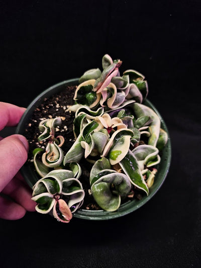 Hoya Carnosa Compacta Variegated #01, Unique Twisted, Waxy Green & Cream Ribbon Like Foliage