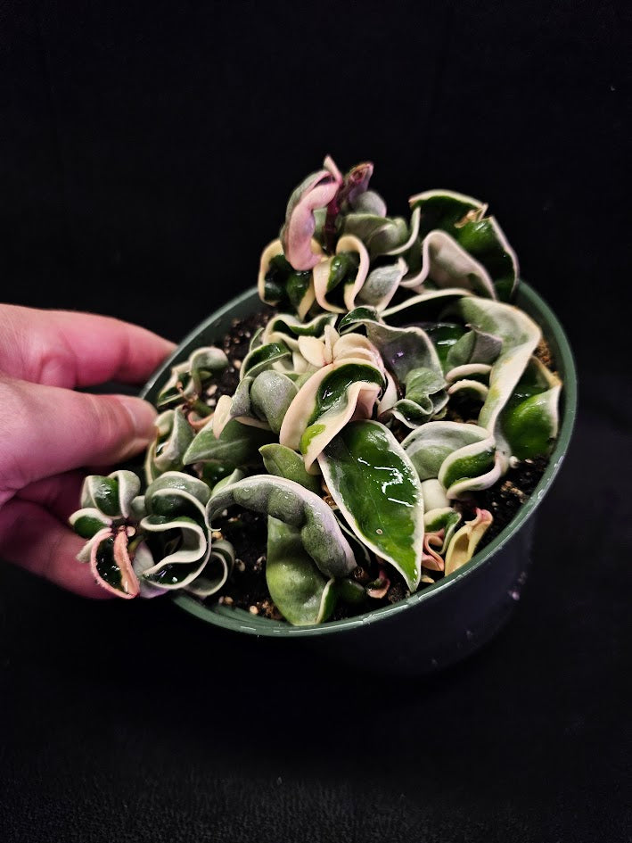 Hoya Carnosa Compacta Variegated #01, Unique Twisted, Waxy Green & Cream Ribbon Like Foliage