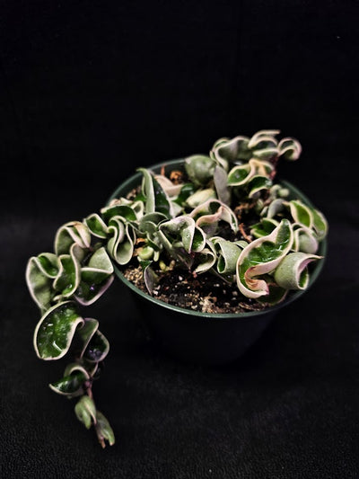 Hoya Carnosa Compacta Variegated #02, Unique Twisted, Waxy Green & Cream Ribbon Like Foliage