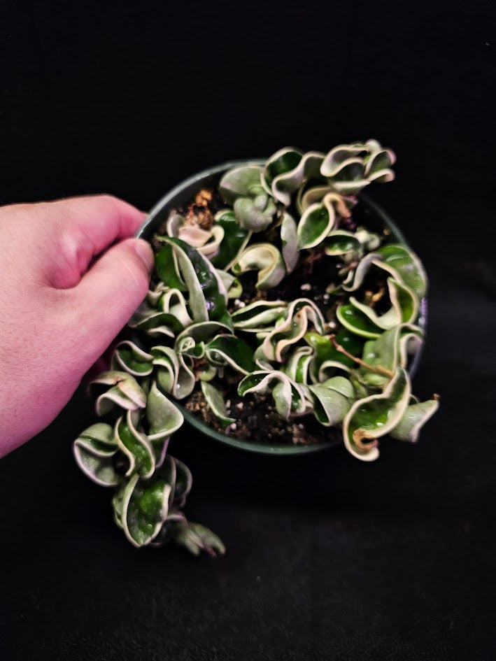 Hoya Carnosa Compacta Variegated #02, Unique Twisted, Waxy Green & Cream Ribbon Like Foliage