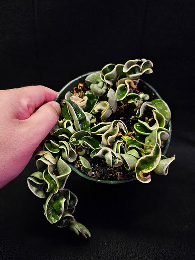 Hoya Carnosa Compacta Variegated #02, Unique Twisted, Waxy Green & Cream Ribbon Like Foliage