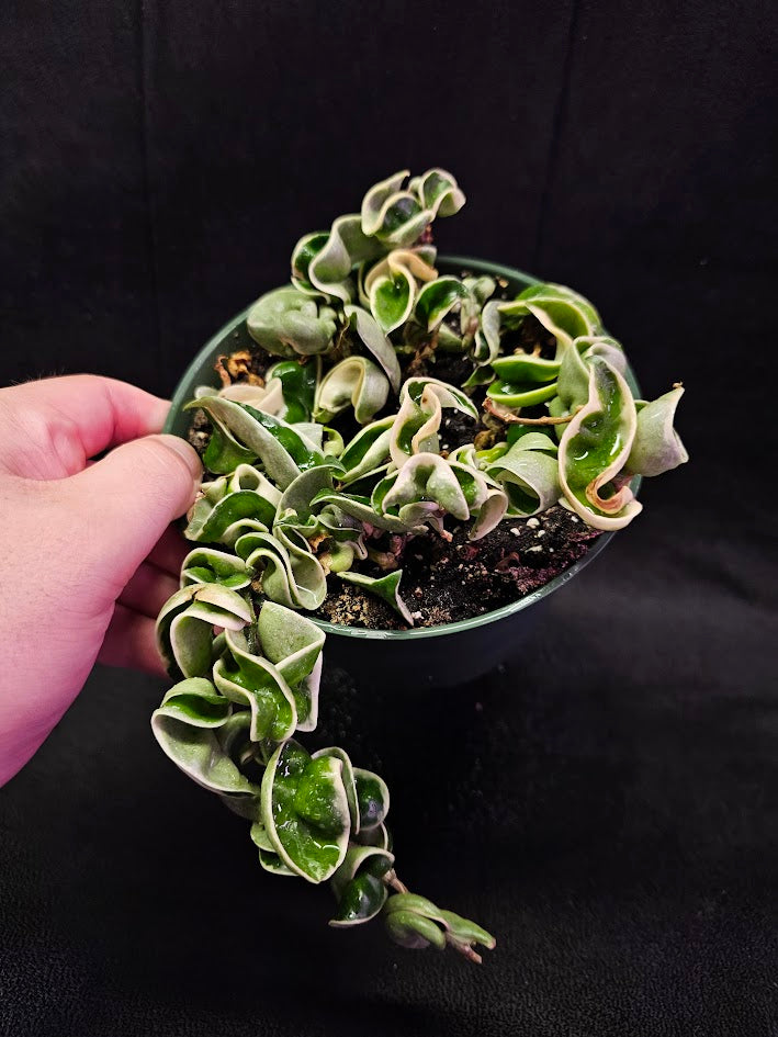 Hoya Carnosa Compacta Variegated #02, Unique Twisted, Waxy Green & Cream Ribbon Like Foliage