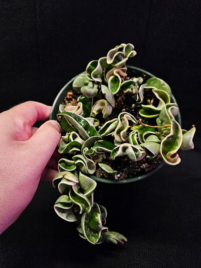 Hoya Carnosa Compacta Variegated #02, Unique Twisted, Waxy Green & Cream Ribbon Like Foliage