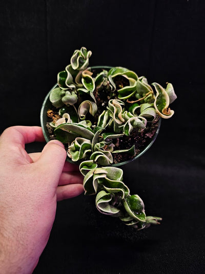 Hoya Carnosa Compacta Variegated #02, Unique Twisted, Waxy Green & Cream Ribbon Like Foliage