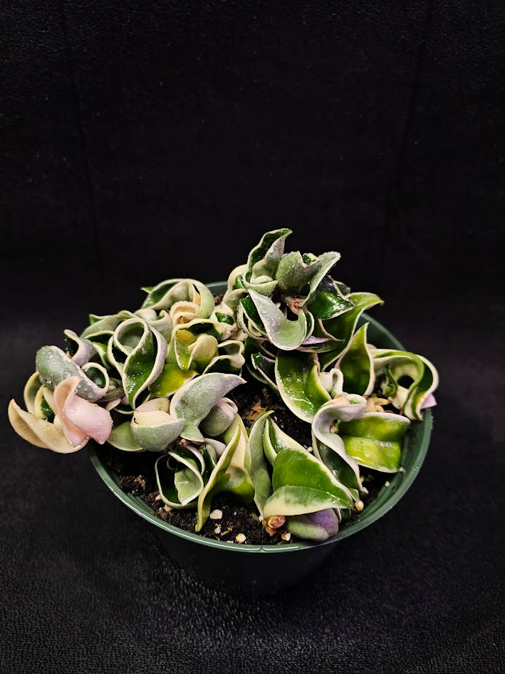 Hoya Carnosa Compacta Variegated #03, Unique Twisted, Waxy Green & Cream Ribbon Like Foliage