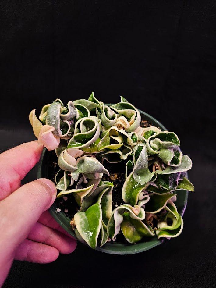 Hoya Carnosa Compacta Variegated #03, Unique Twisted, Waxy Green & Cream Ribbon Like Foliage