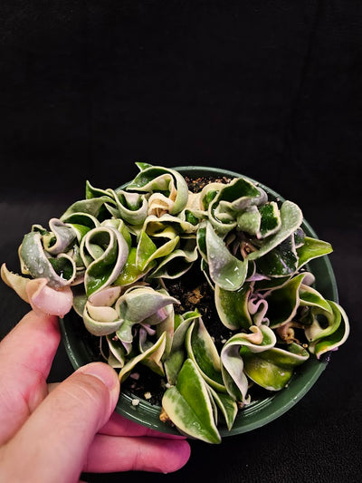 Hoya Carnosa Compacta Variegated #03, Unique Twisted, Waxy Green & Cream Ribbon Like Foliage