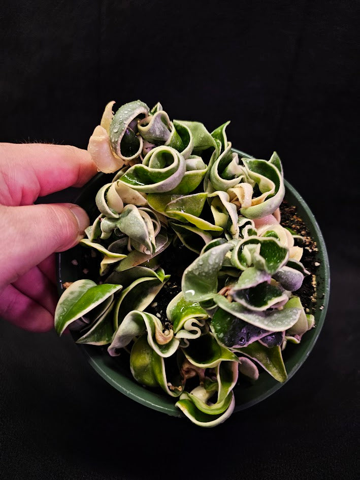 Hoya Carnosa Compacta Variegated #03, Unique Twisted, Waxy Green & Cream Ribbon Like Foliage