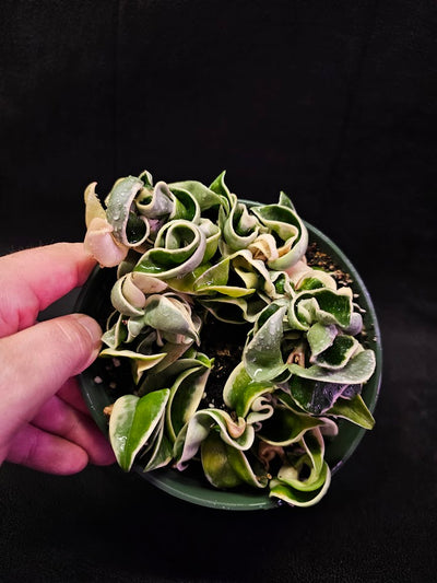 Hoya Carnosa Compacta Variegated #03, Unique Twisted, Waxy Green & Cream Ribbon Like Foliage