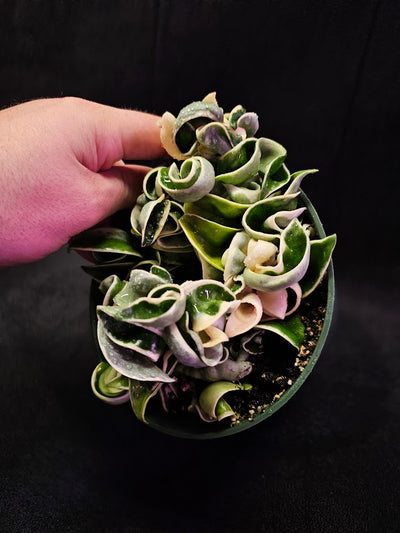 Hoya Carnosa Compacta Variegated #03, Unique Twisted, Waxy Green & Cream Ribbon Like Foliage