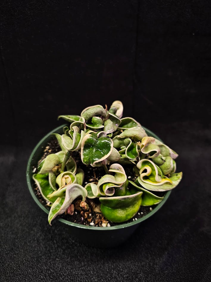 Hoya Carnosa Compacta Variegated #08, Unique Twisted, Waxy Green & Cream Ribbon Like Foliage