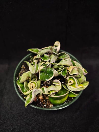 Hoya Carnosa Compacta Variegated #08, Unique Twisted, Waxy Green & Cream Ribbon Like Foliage