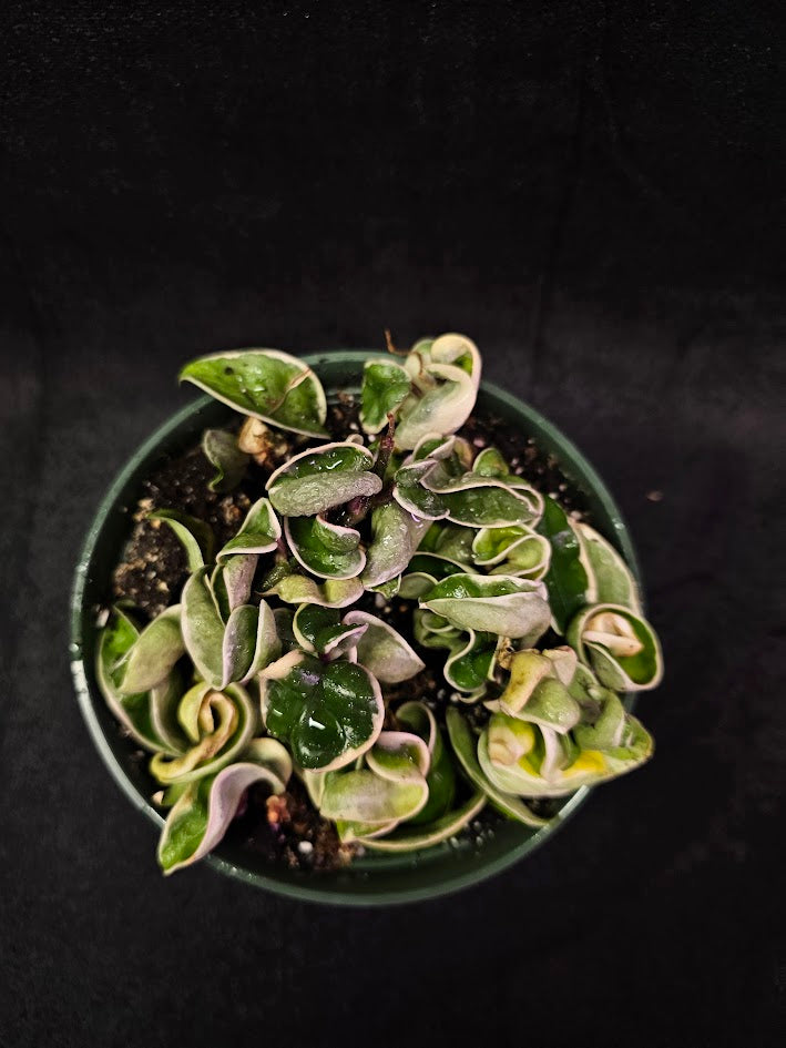 Hoya Carnosa Compacta Variegated #08, Unique Twisted, Waxy Green & Cream Ribbon Like Foliage