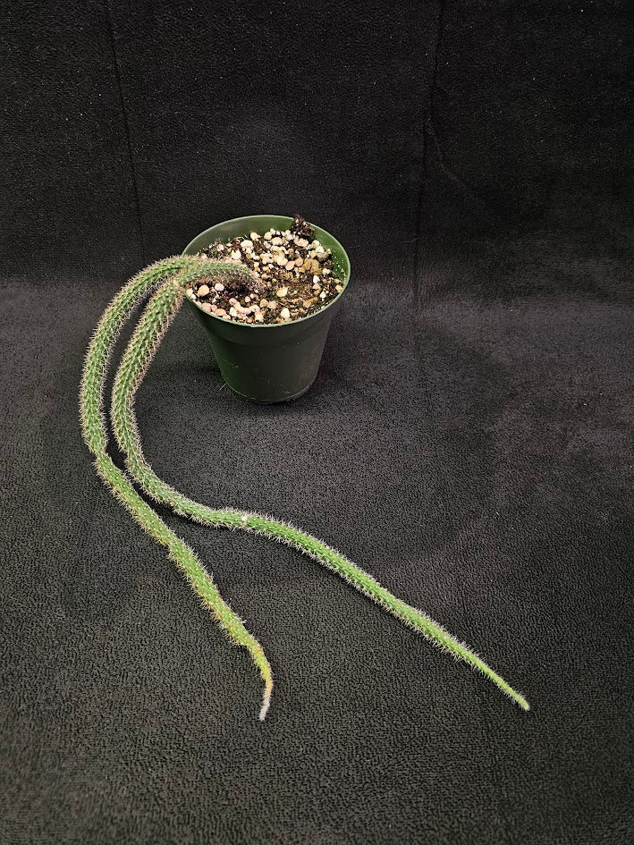 Rat Tail Cactus #02, Also Known As Aporocactus Flagelliformis, Very Easy To Grow & Care For