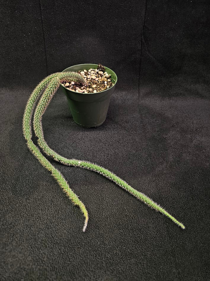 Rat Tail Cactus #02, Also Known As Aporocactus Flagelliformis, Very Easy To Grow & Care For