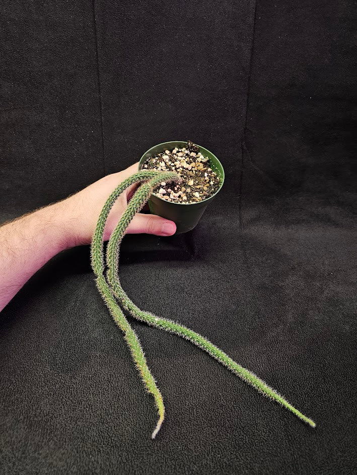 Rat Tail Cactus #02, Also Known As Aporocactus Flagelliformis, Very Easy To Grow & Care For