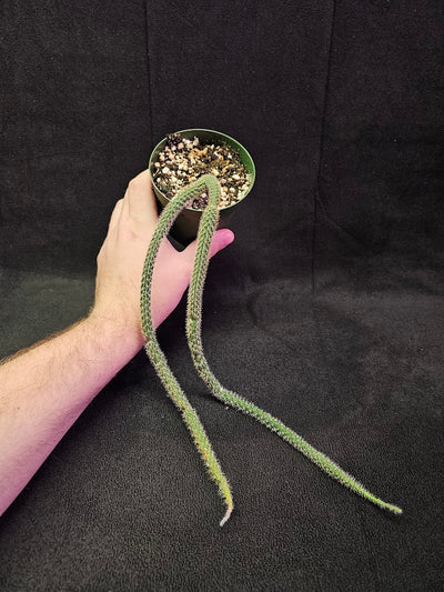 Rat Tail Cactus #02, Also Known As Aporocactus Flagelliformis, Very Easy To Grow & Care For