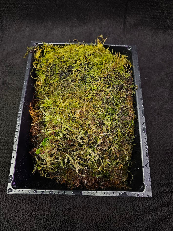 Pillow Moss #02, 6 Inch X 4 Inch Section, Also Known As Leucobryum Glaucum & Pincushion Moss