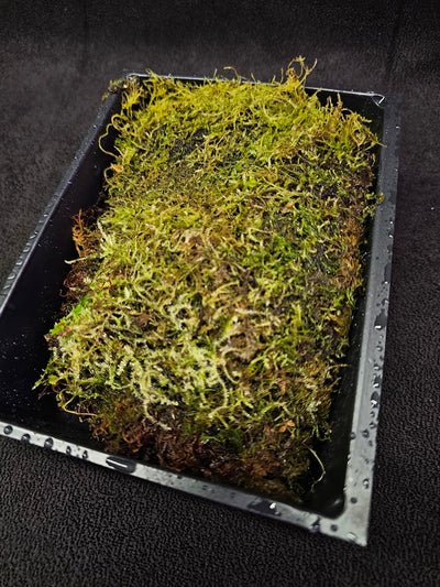 Pillow Moss #02, 6 Inch X 4 Inch Section, Also Known As Leucobryum Glaucum & Pincushion Moss