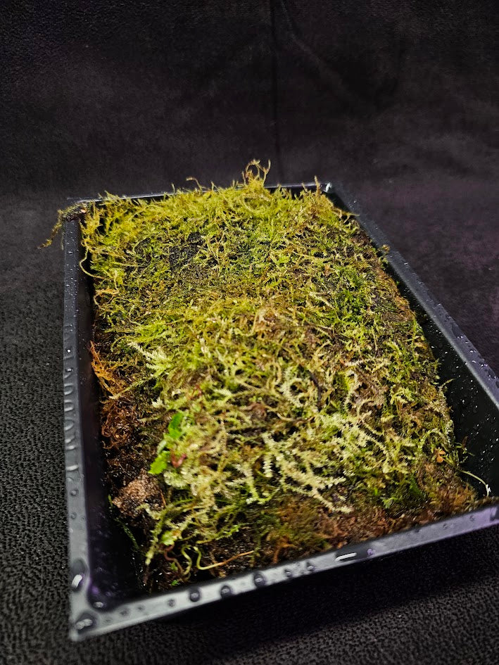 Pillow Moss #02, 6 Inch X 4 Inch Section, Also Known As Leucobryum Glaucum & Pincushion Moss