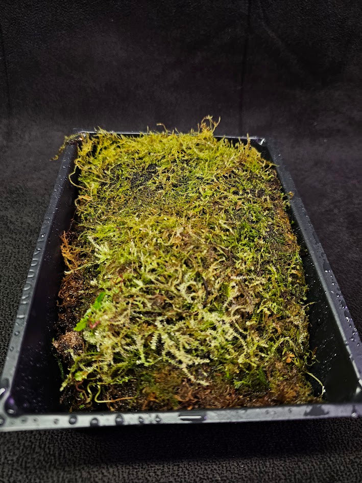 Pillow Moss #02, 6 Inch X 4 Inch Section, Also Known As Leucobryum Glaucum & Pincushion Moss