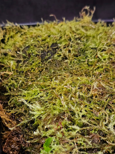 Pillow Moss #02, 6 Inch X 4 Inch Section, Also Known As Leucobryum Glaucum & Pincushion Moss