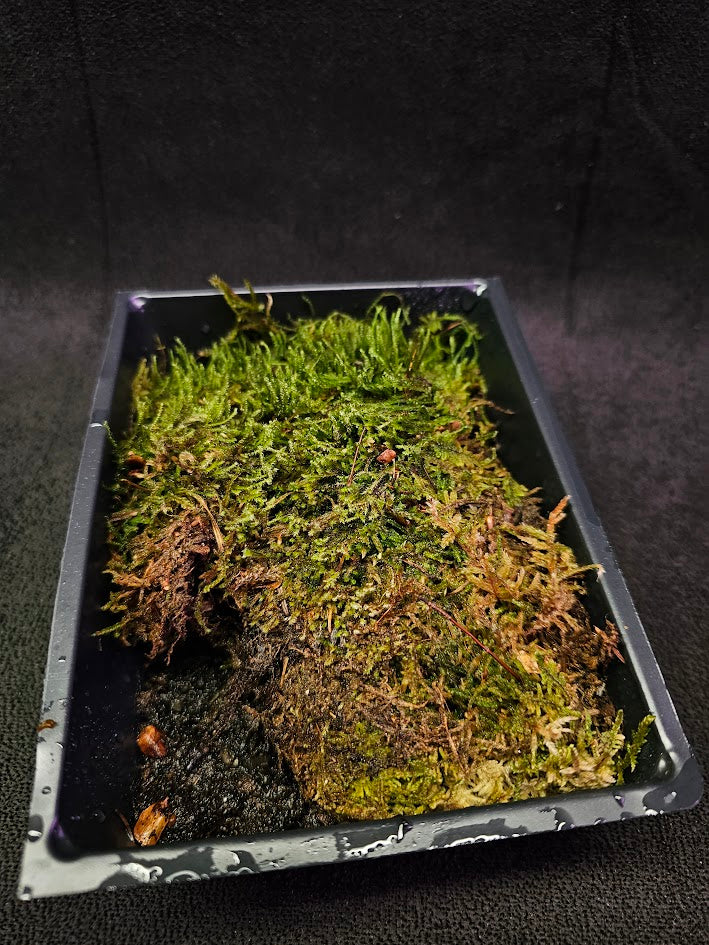 Pillow Moss #07, 6 Inch X 4 Inch Section, Also Known As Leucobryum Glaucum & Pincushion Moss