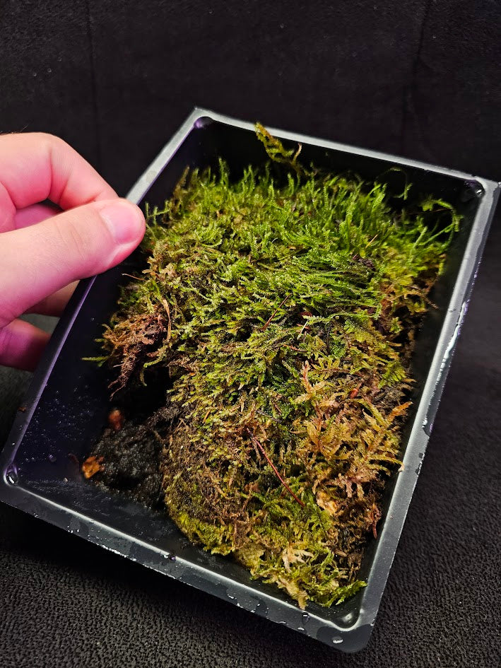 Pillow Moss #07, 6 Inch X 4 Inch Section, Also Known As Leucobryum Glaucum & Pincushion Moss