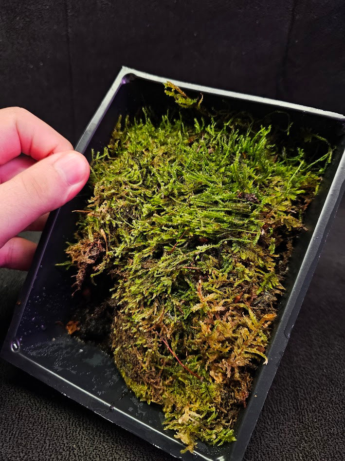 Pillow Moss #07, 6 Inch X 4 Inch Section, Also Known As Leucobryum Glaucum & Pincushion Moss