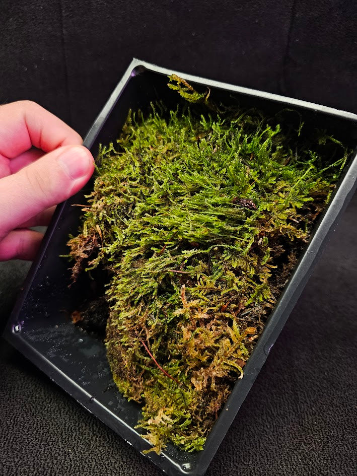 Pillow Moss #07, 6 Inch X 4 Inch Section, Also Known As Leucobryum Glaucum & Pincushion Moss