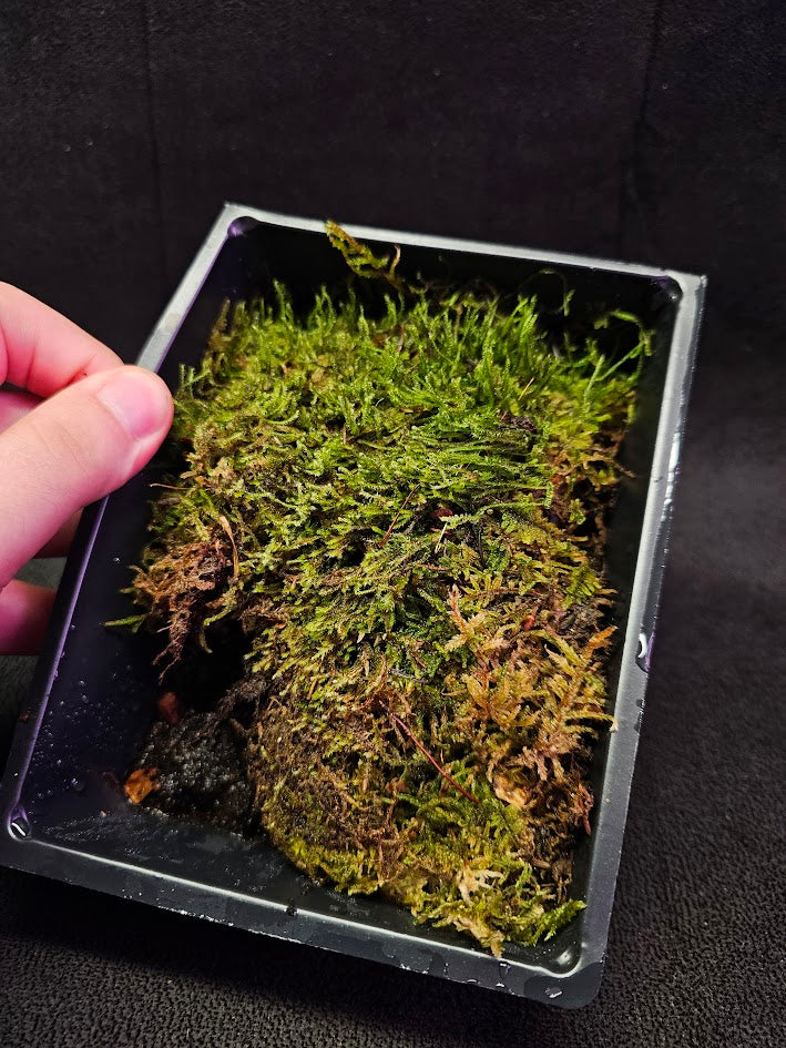 Pillow Moss #07, 6 Inch X 4 Inch Section, Also Known As Leucobryum Glaucum & Pincushion Moss