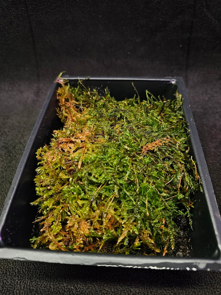 Pillow Moss #08, 6 Inch X 4 Inch Section, Also Known As Leucobryum Glaucum & Pincushion Moss