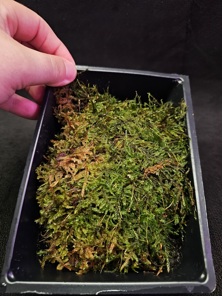 Pillow Moss #08, 6 Inch X 4 Inch Section, Also Known As Leucobryum Glaucum & Pincushion Moss