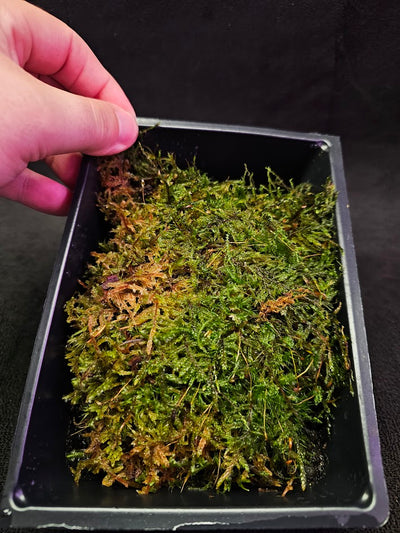 Pillow Moss #08, 6 Inch X 4 Inch Section, Also Known As Leucobryum Glaucum & Pincushion Moss