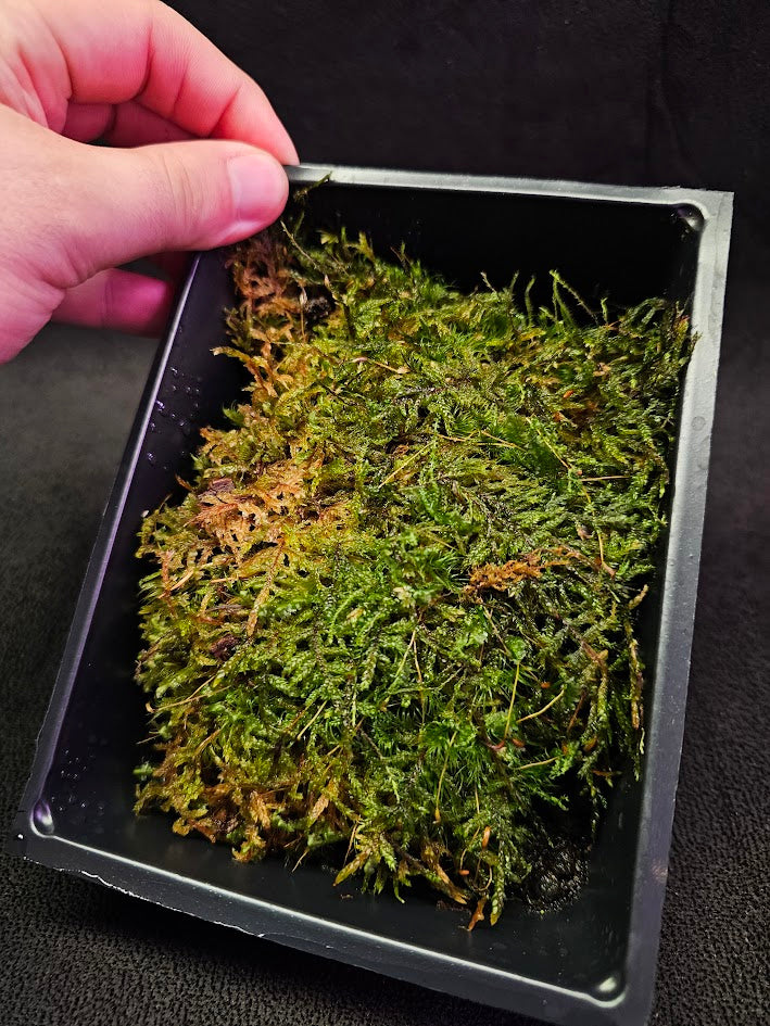 Pillow Moss #08, 6 Inch X 4 Inch Section, Also Known As Leucobryum Glaucum & Pincushion Moss